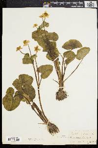 Caltha palustris image