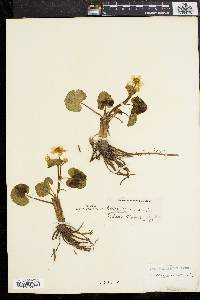 Caltha palustris image