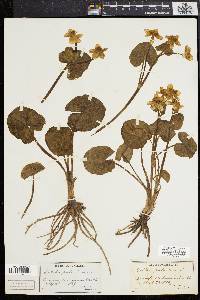 Caltha palustris image