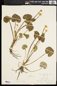 Caltha palustris image