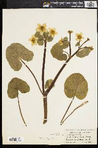 Caltha palustris image