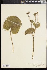 Caltha palustris image