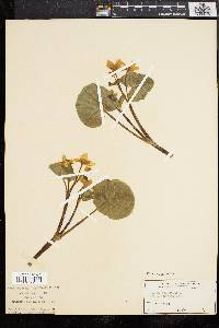 Caltha palustris image