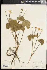 Caltha palustris image