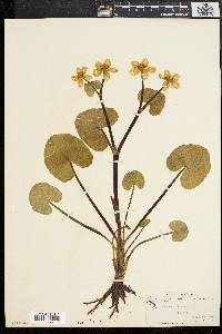 Caltha palustris image