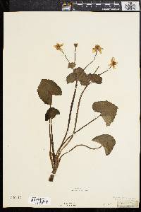 Caltha palustris image