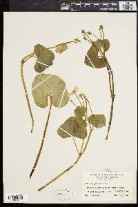 Caltha palustris image