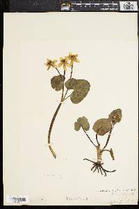 Caltha palustris image