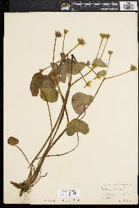 Caltha palustris image