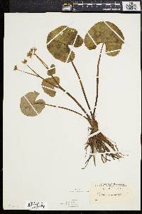 Caltha palustris image