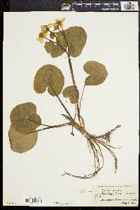 Caltha palustris image