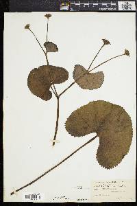 Caltha palustris image