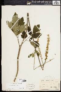 Actaea racemosa image