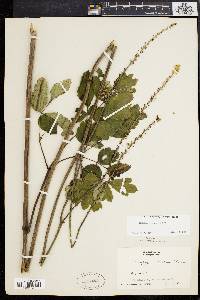 Actaea racemosa image