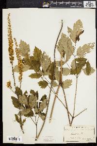 Actaea racemosa image