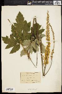 Actaea racemosa image