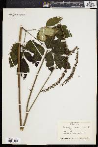 Actaea racemosa image