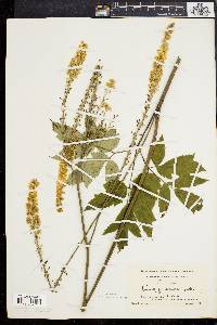 Actaea racemosa image