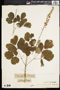 Actaea racemosa image