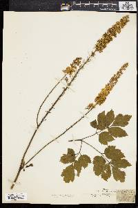 Actaea racemosa image