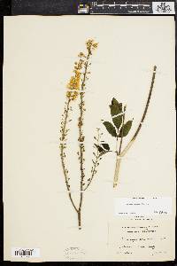 Actaea racemosa image