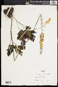 Actaea racemosa image