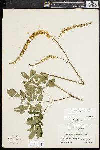 Actaea racemosa image