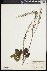 Actaea racemosa image