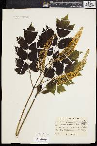 Actaea racemosa image