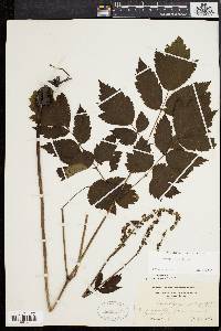 Actaea racemosa image