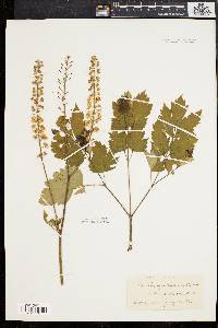 Actaea racemosa image