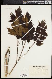 Actaea racemosa image