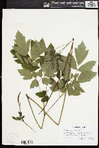 Actaea racemosa image