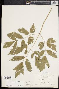 Actaea racemosa image