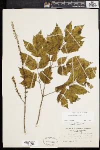 Actaea racemosa image