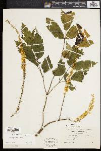 Actaea racemosa image