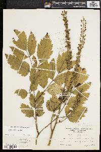 Actaea racemosa image