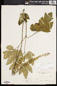 Actaea racemosa image