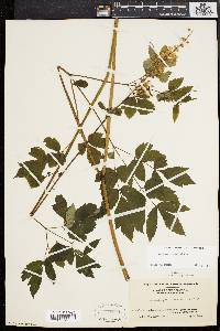 Actaea racemosa image