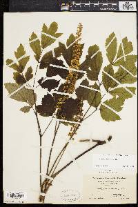 Actaea racemosa image