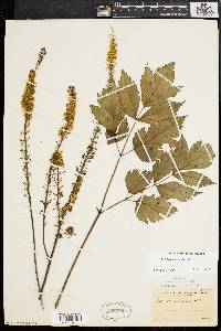 Actaea racemosa image