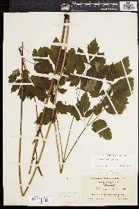 Actaea racemosa image