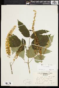 Actaea racemosa image