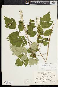 Actaea racemosa image