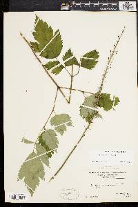 Actaea racemosa image