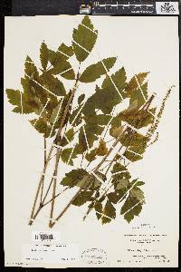 Actaea racemosa image