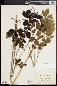 Actaea racemosa image