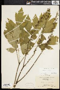 Actaea racemosa image