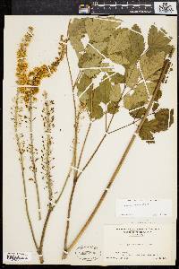 Actaea racemosa image