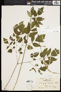 Actaea racemosa image